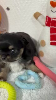 ⸻✨ Zoom sur la jolie petite femelle tricolore de Gretta ✨
À un peu plus d’un mois, cette petite chipie est déjà pleine de charme 😍
Encore timide, toute douce, mais tellement craquante avec ses jolies couleurs tricolores… impossible de ne pas fondre 🐶💛
Un vrai petit trésor qui grandit tranquillement à son rythme.📩 Plus d’infos en privé#chihuahua #chiots #chihuahuasofinstagram #chihuahualove #chihuahuaworld
#puppylove #puppyoftheday #cutepuppy #mignonnerie #doglovers
#dogstagram #instadog #petitchien #minichien #babychihuahua
#puppydaily #puppyeyes #cuteanimals #adorablepets #elevagechihuahua
#frenchbreeder #chihuahualover #minidog #puppystyle #dogmoments
#puppylife #puppycuteness #chihuahuapuppy #tinychihuahua #puppyvibes