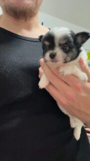 Un lundi matin plein de douceur avec nos deux petites merveilles tricolores 🥹✨
Rien de mieux pour commencer la semaine du bon pied… ces petites bouilles mettent tout le monde de bonne humeur !
Pour découvrir nos chiots disponibles :
👉 https://elevage-chihuahuas-lof.fr/chiots-chihuahua-disponibles/
Et pour plus d’infos, contactez-nous en privé 💌#chihuahua #chihuahualove #chihuahuafrance #chihuahus #chihuahualife #chihuahualovers #chiot #chiots #chiotfrance #elevagechihuahua #elevagecanin #tinychihuahua #minidog #doglovers #doglove #puppylove #puppiesofinstagram #puppiesofig #puppyeyes #instapet #petlover #petstagram #cutedog #cutepuppy #cuteanimals #tricolore #tricolorpuppy #babychihuahua #chihuahuasofinstagram #lavalleedescedresbleus