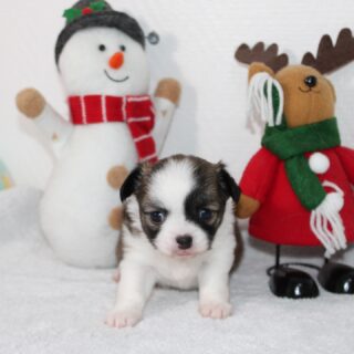 ✨ Les bébés de Romie grandissent à vue d’œil… et ils deviennent chaque jour plus craquants !
De petites merveilles qui prennent leurs traits, leurs mimiques, et déjà leurs petites personnalités 🥹💛
On fond complètement devant eux… préparez-vous à choisir votre préféré (même si c’est impossible 😅).
#Chihuahua #Chihuahualove #Chihuahualife #ChiotsChihuahua #ElevageChihuahua #ChihuahuaFrance #ChihuahuaMini #MiniChien #TinyDog #Puppy #PuppyLove #PuppyCute #PuppyOfTheDay #DogLovers #DogLove #DogFamily #PetLovers #CuteDogs #Chiot #Chiots #BabyDog #DogDaily #DogMoments #DogPhotography #Dogstagram #Instadog #FranceDog #Dogsoftiktok #ChihuahuaWorld #Mignonnerie