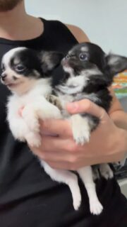 🌞 Petit coucou matinal de nos deux adorables frères, fils de Mia ! 🐾💛 Plein de douceur et de tendresse pour bien commencer la journée. Ils sont encore disponibles ! 🐶🐶Nous sommes un élevage familial situé dans le Loir-et-Cher (41) et nous pouvons assurer nous-mêmes le transport des chiots vers leur nouvelle famille.💌 Contactez-nous en privé pour plus d’infos !#Chiots #Chihuahua #Frères #AmourDeChiot #Mignonnerie #MorningCuteness #PetLovers #ChiotDuJour #FilsDeMia #TendreMoment #ChiotAdorable #ChiotAlerte #ChiotMignon #Petstagram #ChiotLove #ChiotFrères #InstaChiot #ChiotsAdorables #ChiotHeureux #ChiotCute #ChiotMood #ChiotVibes #ChiotLife #ChiotTime #ChiotDuMatin #ChiotDuBonheur #ChiotFou #ChiotFun  #Chiot