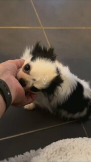 Le retour en vidéo de notre Olaf national 😅. Toujours aussi friand de câlins et bisous. Un vrai petit ange très affectueux 🤗. #chihuahua #chichi #love #cute #chien #chiot #chihuahualife #chihuahualovers #chienheureux #elevagechihuahua #elevagecanin #loireetcher #billy
