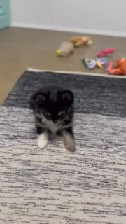 Le petit coquin tricolore passe à l’attaque ! 🥰 on ne se lassera jamais de les regarder s’épanouir 😍 #chihuahua #puppy #puppies #chiots #dog #elevage #chichis #chihuahualovers #cute #love #hug #loireetcher #doglovers #puppylover