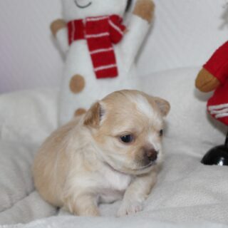 ✨ Les 4 merveilles de la belle Greta sont enfin arrivées ! 🐶💛
Nés le 9 novembre 2025, ces petits trésors nous font déjà fondre ! 😍
Nous avons 3 adorables filles : crème, chocolat et noire, et un petit garçon chocolat tout mignon 😊.
Chaque photo de ce carrousel capture un moment tendre, drôle ou plein de curiosité de ces petites boules de douceur. Entre siestes blotties les unes contre les autres et premiers regards curieux sur le monde, ils nous rappellent à quel point les chiots apportent de la joie et de l’amour. 🐾💌 Contactez-nous en privé pour plus d’infos !#Chiots #Chihuahua #ÉlevageFamilial #ChiotsAdorables #FiersDeGreta #ChiotDuJour #ChiotMignon #ChiotLove #ChiotLife #ChiotMood #ChiotCute #ChiotFrèresEtSœurs #ChiotBlotti #ChiotCâlin #ChiotAmour #ChiotRigolo #ChiotCurieux #ChiotHeureux #ChiotDuBonheur #ChiotMagique #ChiotChic #ChiotStyle #ChiotAlerte #ChiotTendre #ChiotMoment #ChiotDuMatin #ChiotVibes #ChiotCuteTime #ChiotInsta #ChiotsDeGreta