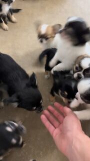 ⚠️ Attention zone à risques ⚠️
J’ai osé tendre la main dans la nurserie… à mes risques et périls 👀😅
Résultat ? Une véritable horde de piranhas chihuahuas 🐶💥
Mais ici, aucune morsure… seulement des bisous, des câlins et beaucoup (beaucoup) d’amour 🤍🤣Impossible de résister à cette avalanche de petites truffes et de papattes 🐾💛#chihuahua #nurserie #puppylife #puppylove
#chiots #mignonnerie #doglovers #instadog
#dogstagram #petitchien #amourdeschiens
#cuddletime #puppykisses #dailycutness #chichi #cute #love #fun #elevagefrançais #elevagechihuahua #chihuahualovers #chihuahuagram #puppylove
