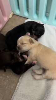 ✨ Les bébés de Gretta en pleine séance sieste…
Et difficile de faire plus choubidou que ça 🥰🥰🥰
Blottis les uns contre les autres, ils respirent la douceur et la tranquillité.
On pourrait les regarder dormir pendant des heures… 🐶💤💕📩 Contactez-nous en privé pour plus d’infos
🔗 Chiots disponibles : https://elevage-chihuahuas-lof.fr/chiots-chihuahua-disponibles/#chihuahua #chiots #chihuahuasofinstagram #chihuahualove #elevagechihuahua
#minichien #petitchien #puppylove #cutepuppy #puppyoftheday
#chihuahuaworld #chihuahuafrance #doglovers #instadog
#dogdaily #petlovers #chiotchihuahua #puppyeyes
#dogstagram #mignonnerie #babychihuahua #dogmoments
#cuteanimals #snoozetime #puppysleep #adorablepets
#frenchbreeder #chihuahualover #minidog #puppystyle