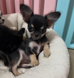 ✨ Winni, notre minuscule boule d’amour ✨Toujours aussi petit… toujours aussi mignon 😍
Winni fait fondre tous les cœurs à l’élevage ! Sa petite taille, son regard craquant et son caractère adorable en font un bébé vraiment unique.
Un vrai bonheur à photographier… et encore plus à câliner 💕Swipez pour découvrir toute la mignonnerie du petit Winni 🐶✨📩 Contactez-nous en privé pour plus d’infos
🔗 Chiots disponibles : https://elevage-chihuahuas-lof.fr/chiots-chihuahua-disponibles/#Chihuahua #ChihuahuaFrance #ElevageChihuahua #ChihuahuaLOF
#ChihuahuaLife #PetitChien #ChiotChihuahua #DogLovers
#DogsOfInstagram #ChihuahuaLove #CutePuppy #PuppyLove
#SmallDog #MiniChihuahua #PuppyOfTheDay #DogDaily
#InstaDog #Dogstagram #ChihuahuaWorld #PuppyEyes
#ChihuahuaLover #ChihuahuaAddict #FrenchBreeder
#ChihuahuaPuppy #ChihuahuaCommunity #ChihuahuaForLife
#LoveDogs #PuppyCrazy #DogMoments #Mignonnerie