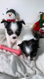 ✨ Les deux petits frères de la belle Vegas ✨
Nés le 8 octobre, ils fêteront leurs 2 mois dans seulement deux jours… et ils deviennent de plus en plus craquants 😍🐾
Leur duo noir & blanc est juste irrésistible : complices, joueurs, doux… un vrai bonheur à regarder grandir dans la nurserie 💛📩 Contactez-nous en privé pour plus d’infos
🔗 Chiots disponibles : https://elevage-chihuahuas-lof.fr/chiots-chihuahua-disponibles/#chihuahua #chihuahualove #chihuahuasofinstagram #chihuahualife #puppylove #puppiesofinstagram #puppyoftheday #puppylife #cutepuppy #cuteanimals #doglover #dogsofinstagram #instadog #doglife #longhairchihuahua #minipuppy #minidog #babydog #brotherpuppies #puppyduo #chiot #chiots #chiotmignon #elevagechiot #elevagechihuahua #chihuahuapuppy #dogmoments #dogdaily #petlover #puppyvideos