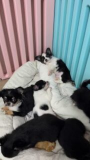 ✨ Les merveilles de Mia, toujours aussi craquants ✨
Après la sieste, place aux câlins dans la nurserie 🥰🐶
Ces petits trésors adorent se blottir les uns contre les autres, encore tout endormis… un vrai concentré de douceur et de tendresse 💛
Impossible de ne pas fondre devant ces moments si apaisants.📩 Plus d’infos en privé#chihuahua #chiots #chihuahuasofinstagram #chihuahualove #chihuahuaworld
#puppylove #puppyoftheday #cutepuppy #mignonnerie #doglovers
#dogstagram #instadog #petitchien #minichien #babychihuahua
#puppydaily #puppyeyes #cuteanimals #adorablepets #elevagechihuahua
#frenchbreeder #chihuahualover #minidog #puppystyle #dogmoments
#puppylife #puppycuteness #chihuahuapuppy #tinychihuahua #puppyvibes