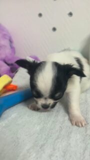 ✨ Notre petit gremlins noir & blanc ✨
Avec son minuscule bout de langue qui dépasse… difficile de faire plus mignon 🥹🖤🤍
Un vrai petit sucre d’orge, plein de douceur et de personnalité.
Ce bébé nous fait fondre à chaque photo et chaque vidéo 🐶💕📩 Contactez-nous en privé pour plus d’infos
🔗 Chiots disponibles : https://elevage-chihuahuas-lof.fr/chiots-chihuahua-disponibles/#chihuahua #chiots #chihuahuasofinstagram #chihuahualove #chihuahuaworld
#puppylove #cutepuppy #puppyoftheday #mignonnerie #doglovers
#dogstagram #instadog #minichien #petitchien #babychihuahua
#dogdaily #puppyeyes #cuteanimals #adorablepets #elevagechihuahua
#frenchbreeder #chihuahualover #minidog #puppystyle #dogmoments
#puppylife #puppycuteness #chihuahuapuppy #tinychihuahua #puppyvibes