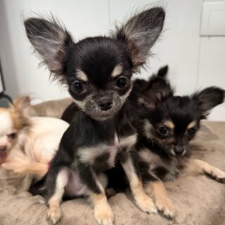 ✨ Le minuscule Winni… toujours aussi petit ! ✨
Presque 5 mois… et on dirait qu’il a encore la taille d’un tout petit bébé 😱🐶💛
Il devient de plus en plus beau chaque jour : son regard, sa petite tête expressive, sa fourrure qui se densifie… un vrai bijou !
On fond complètement devant lui 🥹✨
Swipez pour admirer toute la mignonnerie du petit prince Winni.📩 Plus d’infos en privé#chihuahua #chihuahuapuppy #chiot #chiots #minichien #tinychihuahua
#chihuahuasofinstagram #chihuahualover #chihuahualove #mignonnerie
#cutepuppy #puppyoftheday #puppylove #doglovers #dogsofinstagram
#instadog #dogdaily #petlovers #adorablepets #puppydaily
#puppycuteness #puppyvibes #minidog #babychihuahua #puppylife
#tinybutmighty #dogmoments #frenchbreeder #elevagechihuahua #winni