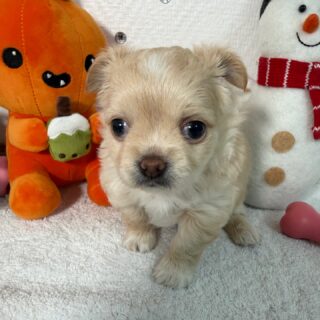 ✨ Photoshoot improvisé avec les bébés de Gretta ✨
Ils ont tellement grandi… et commencent déjà à bien affirmer leur petite personnalité 🥰
Encore un peu timides, mais toujours aussi mignons et délicats, ces petits cœurs nous font fondre jour après jour.
Pour rappel : 3 adorables fifilles et 1 petit garçon 👦🐶
Swipez pour découvrir leurs jolies bouilles pleines de tendresse 💛📩 Plus d’infos en privé#chihuahua #chiots #chihuahuasofinstagram #chihuahualove #chihuahuaworld
#puppylove #puppyoftheday #cutepuppy #mignonnerie #doglovers
#dogstagram #instadog #petitchien #minichien #babychihuahua
#puppydaily #puppyeyes #cuteanimals #adorablepets #elevagechihuahua
#frenchbreeder #chihuahualover #minidog #puppystyle #dogmoments
#puppylife #puppycuteness #chihuahuapuppy #tinychihuahua #puppyvibes