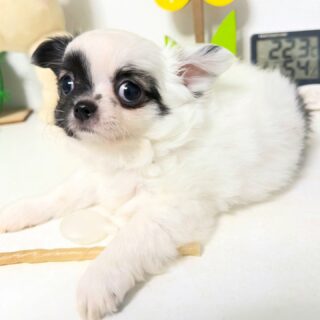 ✨ Le petit trésor noir & blanc de Romy ✨
Impossible de résister à son charme irrésistible 😍😍😍
Devant l’objectif, il pose tout timidement, un peu impressionné… mais hors caméra, c’est un vrai petit coquin plein de malice 😅🐾
Un contraste qui nous fait totalement craquer et qui rend ce petit cœur encore plus attachant 🖤🤍Swipez pour découvrir toute sa mignonnerie 💛📩 Plus d’infos en privé#chihuahua #chiots #chihuahuasofinstagram #chihuahualove #chihuahuaworld
#puppylove #puppyoftheday #cutepuppy #mignonnerie #doglovers
#dogstagram #instadog #petitchien #minichien #babychihuahua
#puppydaily #puppyeyes #cuteanimals #adorablepets #elevagechihuahua
#frenchbreeder #chihuahualover #minidog #puppystyle #dogmoments
#puppylife #puppycuteness #chihuahuapuppy #tinychihuahua #puppyvibes