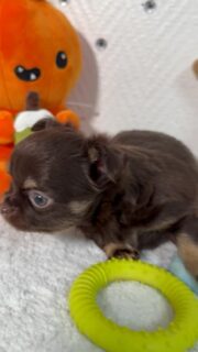 ✨ Les 3 merveilles de Gretta ✨
Il y en a pour tous les goûts 😄
Chocolat, blanc & crème, noir & feu… trois petites beautés à poils longs, toutes différentes et toutes aussi craquantes 🐶🤎💛🖤
Un peu timides devant la caméra, mais tellement adorables… elles sont littéralement à croquer 😍📩 Plus d’infos en privé#chihuahua #chiots #chihuahuasofinstagram #chihuahualove #chihuahuaworld
#puppylove #puppyoftheday #cutepuppy #mignonnerie #doglovers
#dogstagram #instadog #petitchien #minichien #babychihuahua
#puppylonghair #longhairchihuahua #frenchbreeder #elevagechihuahua
#puppyeyes #adorablepets #cuteanimals #puppylife #puppycuteness
#chihuahuapuppy #tinychihuahua #dogmoments #puppyvibes