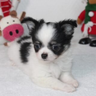 ✨ Quelques instants de notre quotidien à l’élevage ✨
Nous aimons partager avec vous ces petits moments capturés au fil des jours, entre douceur, regards curieux et instants de calme 🐾
Chaque chiot a son histoire et évolue à son rythme au sein de notre élevage familial.Pour découvrir les chiots actuellement disponibles et obtenir plus d’informations, rendez-vous ici 👇
🔗 https://elevage-chihuahuas-lof.fr/chiots-chihuahua-disponibles/#chihuahua #chiots #chihuahuasofinstagram #chihuahualove
#elevagechihuahua #frenchbreeder #puppylife #puppyvibes
#doglovers #petitchien #minichien #instadog
#dogstagram #cuteanimals #adorablepets
#longhairchihuahua #chihuahuapuppy #dogmoments
#puppydaily #puppycommunity #dogfamily