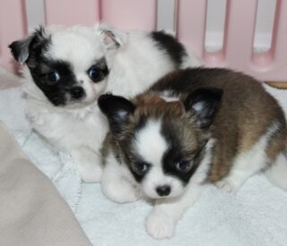 ✨ La tribu de Romy en images ✨
Sur les premières photos, le petit mâle noir & blanc et sa sœur tricolore, complices et tout en douceur 🖤🤍🤎
Puis quelques clichés de la tribu au complet, parce que ces moments partagés racontent si bien leur quotidien 🐶💛Des instants simples et authentiques, capturés au fil des jours, qui reflètent la vie à l’élevage et les liens uniques entre frères et sœurs.Swipez pour découvrir toute la famille 📸✨📩 Plus d’infos en privé#chihuahua #chiots #chihuahuasofinstagram #chihuahualove
#puppylife #puppycommunity #dogfamily #mignonnerie
#doglovers #instadog #dogstagram #petitchien
#babychihuahua #elevagechihuahua #frenchbreeder
#puppydaily #adorablepets #cuteanimals
#longhairchihuahua #chihuahuapuppy #puppyvibes