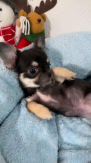 ✨ Le petit (et magnifique) Winni ✨
5 mois déjà… et toujours aussi craquant 🥰
Winni est un vrai amour à câliner, doux, attachant et tellement agréable au quotidien 🐶💛
Chaque jour, il fait fondre les cœurs avec sa bouille et sa gentillesse.📩 Plus d’infos en privé#chihuahua #chiots #chihuahuasofinstagram #chihuahualove
#puppylife #puppylove #mignonnerie #doglovers
#instadog #dogstagram #petitchien #babychihuahua
#longhairchihuahua #chihuahuapuppy #adorablepets
#cuteanimals #puppyvibes #dogmoments