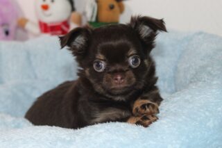 ✨ Les trésors de Gretta ✨
Les 3 fifilles et le petit garçon ont joué le jeu du shooting photo 📸🐶
De vrais trésors sur pattes, avec leurs magnifiques fourrures et leurs petites bouilles pleines de douceur… impossible de ne pas craquer 😍
Ils grandissent si bien et nous offrent chaque jour de merveilleux moments.Pour découvrir les chiots actuellement disponibles et en savoir plus 👇
🔗 https://elevage-chihuahuas-lof.fr/chiots-chihuahua-disponibles/📩 Infos en privé#chihuahua #chiots #chihuahuasofinstagram #chihuahualove
#puppylife #puppycommunity #dogfamily #mignonnerie
#doglovers #instadog #dogstagram #petitchien
#babychihuahua #elevagechihuahua #frenchbreeder
#longhairchihuahua #adorablepets #cuteanimals