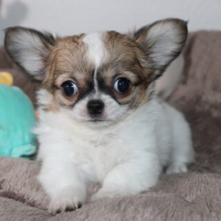 ✨ La petite Athéa tricolore s’offre son propre shooting ✨
Petite chipie au regard malicieux, Athéa a parfaitement joué le jeu devant l’objectif 📸
Une vraie beauté, pleine de personnalité, qui attire tous les regards sans effort.
Impossible de ne pas craquer devant son charme et son assurance à si petit format 🖤🤍🤎👉 Nous contacter en privé pour plus d’infos
🔗 Découvrez aussi les chiots actuellement visibles sur notre site :
https://elevage-chihuahuas-lof.fr/chiots-chihuahua-disponibles/#chihuahua #chihuahuapassion #chihuahualovers #chihuahualife #chihuahuagram #chihuahuapuppy #chiot #chiotchihuahua #puppygram #puppylife #doglover #dogsofinstagram #petstagram #elevagefamilial #elevagechihuahua #chihuahualonghair #chihuahuaworld #petlove #instadog #puppylovers #chiots #passionchiens #petphotography #puppyphotos #chihuahuafr #chihuahualof #petaddict