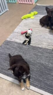 Ambiance survoltée dans la nurserie 😄
Les chiots de Gretta — 3 petites filles et 1 petit garçon — sont en mode jeu à 100 % !
Ça court, ça se taquine, ça se chamaille gentiment… un vrai concentré de bonne humeur 💕
Quel bonheur de les voir grandir, s’épanouir et exprimer déjà chacun leur personnalité à travers le jeu 🐾#chihuahua #chiotchihuahua #chiots #puppylife #puppyfrance #doglover #instadog #dogsofinstagram #chiotmignon #momentdejeu #vieavecleschiens #elevagefamilial #passionchiot #petitschatsnon #petitchien #chiotlife #puppiesofinstagram #amourcanin #nurserie #chiotsfrance #dogfamily #petitsbonheurs #chihuahuaaddict #dailycute #puppyplaytime #petitesboulesdamour