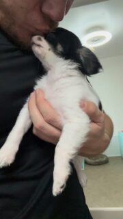 Moment câlins et bisous avec le beau Achille 🤍🖤
Ce petit mâle noir et blanc fête ses 3 mois cette semaine et déborde déjà de tendresse 🥰
Un vrai pot de colle au regard doux, toujours partant pour un moment de complicité 💕#chihuahua #chiotchihuahua #chiot #puppy #puppylife #puppylove #doglover #dogsofinstagram #instadog #chihuahualove #chihuahualife #petitchien #petitchiot #elevagefamilial #elevagechihuahua #amourcanin #momentcalin #douceur #tendresse #chiotmignon #babychihuahua #dogfamily #passionchien #instachien #chiotloof #petitformat