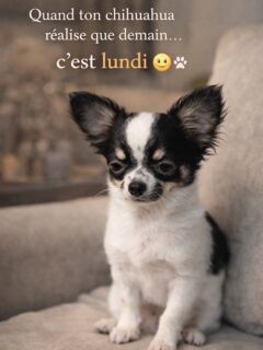 Quand ton chihuahua réalise que demain… c’est lundi 😶🐾Même regard.
Même énergie.
Même envie de rester tranquille encore un peu.Le dimanche soir,
ils sentent tout avant nous…
et ils ont clairement leur avis 😅👉 Dites-nous la vérité :
votre chichi aussi fait la tête quand le week-end se termine ?⸻#chihuahua #instachien #chienmignon #dogloverfrance #chihuahualife #dogdaily #chienheureux #dogvibes #instadog #chienamour #dogsoftiktok #petlovers #chihuahuafrance #chiencompagnon #dogcommunity #passionchien #dogreels #pettherapy #amourcanin #chiensdecompagnie #doglife #chihuahuaaddict #petlife #weekendvibes #lundi #sundaymood #dogfeelings #chienfamille #loveanimals #doghumour