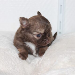 😍🐾 Premier photoshoot pour ce tout petit trésor
Le bébé de Shirley & Humour, à un peu moins d’un mois, s’est déjà prêté au jeu de la caméra 💕
Un magnifique mélange de couleurs entre sa maman fauve et son papa chocolat ❤️Si petit, si doux, et déjà tellement craquant…
Un moment rempli de tendresse qui fait fondre les cœurs 🥹✨📸🐶💫#chiot #chiotchihuahua #chihuahua #puppy #puppylove #puppiesofinstagram #babychihuahua #petitformat #tropmignon #instadog #dogsofinstagram #petstagram #amourcanin #momenttendre #elevagechihuahua #elevagefamilial #chiotslofs #photoshootchiot #chiotdamour #cutepuppy