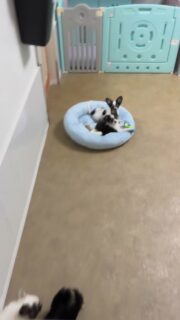 Deux petits potes inséparables 🖤🤍
Toujours l’un avec l’autre, ils partagent tout : les jeux, les siestes, les bêtises… et surtout beaucoup d’amour 🥹
Une complicité naturelle, sincère, qui fait fondre tous les cœurs ✨
De vrais petits trésors au caractère déjà très attachant.
Impossible de ne pas craquer devant ces deux merveilles 🤍
📩 Contactez-nous en privé pour plus d’infos
#chiots #chiot #chiens #chien #doglover #puppylove #puppy #instadog #dogsofinstagram
#chihuahua #chihuahualover #elevage #elevagelo f #chiotsamour #compagnons #complicité
#noiretblanc #pets #petlovers #amourcanin #puppylife #doglife #chiotlo f #chiotamour