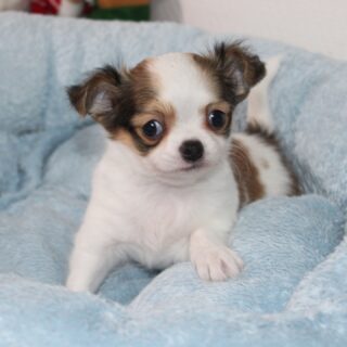 ✨ Première séance photo pour notre petite chipie d’Umee ✨
Née le 5 décembre 2025, cette adorable puce marron et blanche s’est prêtée pour la toute première fois au jeu du photoshoot… et quelle révélation 🥹📸Entre regards curieux, petites poses timides et son caractère déjà bien affirmé, elle nous a complètement fait fondre.
Une vraie petite coquine pleine de charme qui promet encore de belles aventures 💕N’hésitez pas à nous contacter en privé pour plus d’infos ☺️#chihuahua #chiot #chiotchihuahua #chihuahualof #chihuahualonghair #elevagechihuahua #chiots2025 #petitechienne #photoshootschiot #instachien #chienmignon #chiotmignon #babychihuahua #puppy #puppylove #doglover #passionchiens #nurserie #elevagefamilial #chiotdeluxe #petitechipie #chihuahuasofinstagram #dogstagram #chiensdefrance #elevagechihuahuas