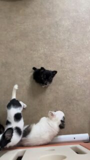 Mini pouce 💕
À seulement 400 grammes à 3 mois, cette toute petite puce fait fondre les cœurs… mais attention, sous ce format miniature se cache un sacré caractère 😅💪
Ultra attachante, expressive et déjà bien affirmée, elle sait exactement ce qu’elle veut 🥰
Un vrai concentré d’amour et de tempérament en version mini 🤏✨#chihuahua #minichihuahua #miniaturedog #chiot #petitchien #chihuahualove #puppylove #tinybutstrong #chiotadorable #caracteredefeu #babychihuahua #instachien #elevagechihuahua #doglover #petitformat #chiots #puppymoment #chihuahuapuppy #amourdechien #mignonnerie #petitepuce #micropuce #dogreels #chiotloffrance