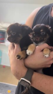 Nos deux merveilles chocolat et tan, frère et sœur nés le 9 novembre 2025 🥹🤎
Déjà un peu plus de 3 mois et toujours ce regard d’ange qui fait fondre…
Ils sont doux, joueurs, câlins et tellement craquants qu’on a du mal à détourner les yeux 😍✨📩 N’hésitez pas à nous contacter en privé pour plus d’infos#chihuahua #chiotchihuahua #chocolatetanchihuahua #frereetsoeur #chiots #puppylove #doglover #elevagechihuahua #chihuahualove #babychihuahua #instachien #reelinstagram #chiotadorable #chihuahuapuppy #amourdechien #passionchihuahua #chiotloffrance #elevagecanin #petitchien #cutepuppy #chiotsdeluxe #chiensdecompagnie #puppymoment #regarddange #mignonnerie #petitscoeurs #chiotdujour