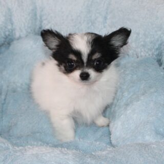 ✨🐾 Notre petite puce noir et blanc 🐾✨Née le 30 octobre 2025, cette miniature au poids plume fêtera ses 3 mois dans une semaine tout pile 😍
Toute petite par la taille mais immense par son énergie, elle est adorable, vive et très joueuse 💫
Un vrai concentré de tendresse et de malice qui fait fondre tous les cœurs 🖤🤍Chaque photo raconte un peu plus sa douceur, sa curiosité et sa joie de vivre 🥰
Impossible de ne pas craquer devant cette petite merveille…📩 Nous contacter en privé pour plus d’infos#chihuahua #chiotchihuahua #chihuahuaminiature #chiot #puppy #puppylove #blackandwhitepuppy #petitformat #poidsplume #chiotadorable #doglover #instachien #elevagechihuahua #chihuahualove #petitepuce #amourdechien #chiots2025 #nurserie #dogfamily #passionchien #puppydaily #craquante #petitemerveille #chihuahuaaddict #chiotsdisponibles
