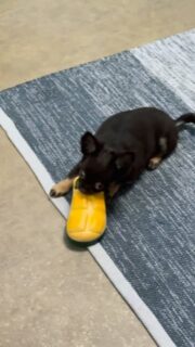 🍔🐾 Quand notre chipie chocolat & tan découvre son nouveau jouet McDonald’s 😍😅Impossible de résister…
Entre curiosité, folie et moments trop mignons, notre petite chocolat et tan s’éclate avec son nouveau jouet 🍟
Elle le mord, le secoue, le traîne partout… bref, elle valide à 100 % 😂Un concentré de malice, d’énergie et de tendresse dans un mini format 🥰
On fond totalement devant cette petite chipie pleine de caractère 💕📩 Nous contacter en privé pour plus d’infos#chihuahua #chiotchihuahua #chocolatetane #chipie #chiotjoueur #puppylife #puppylove #instachien #chienmignon #doglover #chiotcraquant #chihuahualove #nurserie #elevagechihuahua #petitformat #miniature #chiots2025 #momentmignon #funnydog #jouetchien #craquante #amourdechien #dogdaily #chiotsdisponibles #passionchien #chiotaddict #reelinstagram #chienrigolo