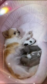 ✨🤍 Carmelita de la Vallée des Cèdres Bleus & ses 4 merveilles 🤍✨
Un instant suspendu, rempli de tendresse et d’amour 💕
Une maman douce et attentionnée entourée de ses magnifiques bébés…
Des moments simples mais tellement précieux, qui nous rappellent pourquoi on aime tant ce que l’on fait 🤩🐶#chihuahua #chiotchihuahua #mamanetchiots #momentmagique #puppylove instachien doglover chiotadorable elevagechihuahua petitchien chihuahualife famillechien amourcanin