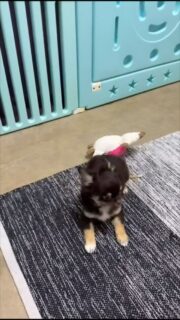 🤎🐾 Aury, chocolat et plein d’énergie !
Aujourd’hui, c’est mood joueur à 100% dans la nurserie 😅
Courses, petits bonds, jeux avec les copains…
Un vrai concentré de bonne humeur et de malice 💥🐶
Notre beau Aury chocolat nous fait fondre à chaque instant 🤎✨#chiot #chihuahua #chiotchihuahua #puppylife #nurserie chiotchocolat doglover petitchien momentdejeu elevagechihuahua puppyenergy amourdechien