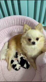 🤍🐶 La magnifique Pearl et ses précieux trésors
Un moment suspendu, tout en douceur…
Pearl entourée de ses beaux bébés, entre tendresse, calme et amour maternel 🥹
Des instants simples, vrais, et tellement magiques à regarder ✨
La maternité dans ce qu’elle a de plus beau 🤍🐾#chihuahua #chiot #chiotchihuahua #mamanchien #amourmaternel nurserie elevagechihuahua puppylove instachien dogfamily petitschatsorry petitschatsnon puppylife momentmagique