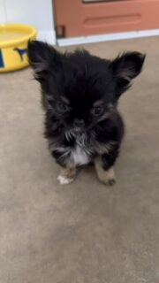 🖤🔥 Votre mini-pouce noire & feu préférée
Toujours aussi charismatique… et toujours aussi minuscule 😱🐾
Plus de 3 mois déjà et ce petit format qui fait fondre tout le monde 🥹
Un concentré de caractère, de malice et de douceur dans un micro-gabarit ✨
Une vraie petite reine de la nurserie 👑🖤#chihuahua #chiotchihuahua #chiot #miniaturedog #petitchien blackandtan puppylove babychihuahua instachien chichilove dogbaby elevagechihuahua microchihuahua chiotmignon amourcanin