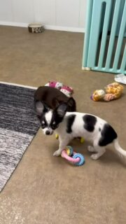 🖤🤍 Le tendre Achille et son jouet fétiche
Impossible pour lui de le lâcher 😅
Achille, tout en douceur et en attachement, avec son jouet préféré qu’il protège comme un trésor 🧸
Un petit cœur noir et blanc, plein de tendresse, de calme et de mignonnerie 🤍🐾
Un vrai concentré d’amour en version mini 🥹✨#chihuahua #chiotchihuahua #chiot #puppylove #puppylife babychihuahua instachien doglove elevagechihuahua petitchien chiotmignon nurserie amourcanin momenttropmignon