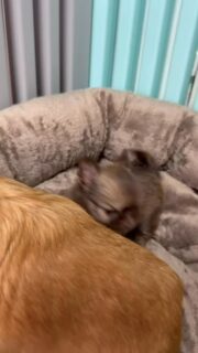 🐶🔥 Le charismatique petit Anguss – Partie 2 !
Fils de notre douce Shirley, il a toujours ce petit truc en plus…
Du charisme, de la prestance, et une dose infinie de mignonnerie dans un mini format 😍
Un vrai petit bonhomme qui fait fondre tous les cœurs ❤️
Anguss, c’est la classe naturelle version chiot ✨🐾📩 Plus d’infos en privé#chiot #chihuahua #chiotchihuahua #puppylove #puppylife elevagechihuahua doglover petitchien chiotloF nurserie chiotmignon amourdechien puppycharisma