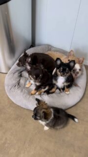 ✨🐶 Zoom sur nos merveilles de la nurserie
De magnifiques chiots chihuahuas d’environ 3 mois, filmés en gros plan 🤍
Des regards d’ange, des bouilles uniques, des caractères déjà bien affirmés 💫🤎 Chocolat
🖤 Charbonné
🔥 Noir & feu
🤍 Noir & blanc
🤍 Crème
… une palette de couleurs sublimes pour des petites perles toutes aussi belles les unes que les autres 🌈🐾Chaque chiot est unique, chaque regard raconte une histoire ✨
Un vrai moment de douceur et de fierté à la nurserie 🥹💖#chihuahua #chiotchihuahua #babychihuahua #puppylove #puppygram instachihuahua instadog dogsofinstagram petitchien elevagechihuahua chiotloffrance nurserie chiot2025 amourcanin puppyvideo dogvideo cutechihuahua microchihuahua minichihuahua puppylife doglover puppylover chiotfrance chihuahuafrance dogcontent puppycontent chiotmignon petitebouille dogfamily chiots