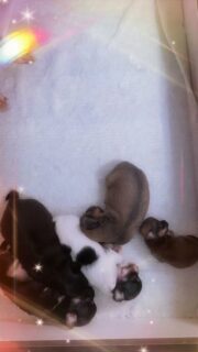 Roselyne et ses magnifiques bébés 🥹🤍
4 jolies princesses et… un tout petit prince miniature charbonné 😍La différence de taille avec ses sœurs est juste incroyable 😱
Un vrai petit format mini déjà bien affirmé !Ces chiots de seulement quelques jours sont absolument sublimes, pleins de douceur et de promesses 🫶
Un moment magique, rempli d’amour, de tendresse et de fierté pour leur maman 🐶🤎On a tellement hâte de les voir grandir et évoluer 💫📩 Pour plus d’infos, contactez-nous en message privé
🔗 Découvrez aussi tous nos chiots disponibles :
https://elevage-chihuahuas-lof.fr/chiots-chihuahua-disponibles/#Roselyne #chihuahua #chiotchihuahua #babychihuahua #puppylove elevagechihuahua instachihuahua dogsofinstagram puppygram puppylover doglover petitchien chiotloffrance chihuahuafrance nouveaunés chiotminiature microchihuahua charbonné puppycute momentmagique amourcanin dogfamily puppylife chiotsfrance reelinstagram dogcontent puppycontent 🐾✨