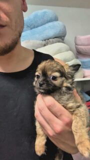 Le magnifique Aldo dans ma main 🥹✨
Un vrai petit trésor déjà plein de charme. On craque complètement pour sa douceur, son regard attendrissant et son tempérament câlin 💛. Il adore déjà se blottir bien au chaud contre nous… un futur compagnon tendre et très proche de sa famille 🐾.Ce petit chihuahua d’exception promet d’apporter énormément d’amour et de bonheur à sa future famille 🥰.📩 Contactez-nous en message privé pour plus d’informations.
🌐 Découvrez aussi tous nos chiots disponibles ici :
https://elevage-chihuahuas-lof.fr/chiots-chihuahua-disponibles/#chihuahua #chihuahualove #chihuahuapuppy #chihuahuafr #chihuahuaworld chihuahuasofinstagram elevagechihuahua chiotlof chiotdisponible passionchihuahua chiot miniature doglover instadog puppylover 🐶💫