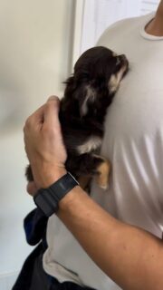 🤎🤎 Double dose de chocolat, double dose d’amour
Aury & Aurore, nos deux merveilles chocolat, chacun leur tour blottis contre le torse 🥹🐶Des petits cœurs posés, confiants, en mode câlin absolu…
On sent leur douceur, leur chaleur, leur petit souffle apaisant 🤍✨Mâle ou femelle, impossible de choisir 😍
Deux tempéraments tendres, deux regards d’amour, un pur moment de connexion 🫶🐾📩 Pour plus d’infos, contactez-nous en message privé
🔗 Nos autres chiots disponibles ici :
https://elevage-chihuahuas-lof.fr/chiots-chihuahua-disponibles/#Aury #Aurore #chihuahua #chiotchihuahua #babychihuahua chiotloffrance elevagechihuahua instachihuahua instadog dogsofinstagram puppylove petitchien chiotdisponible puppygram doglover amourcanin chocolatchihuahua puppycuddle momentdoux minichihuahua microchihuahua puppylife dogcontent puppycontent chiotsfrance chihuahuafrance reelinstagram dogfamily petitebouille puppylover