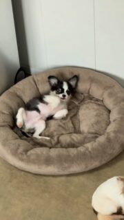 😎🐾 Axell en mode “c’est la cool douce”
Pendant que ça s’agite à la nurserie… Monsieur reste posé, tranquille, zéro stress 😌✨Notre beau Axell, noir & blanc, c’est la douceur incarnée 🤍
Regard tendre, tempérament calme, petit charmeur naturel…
Un vrai petit prince en mode chill 🐶💆♂️📩 Plus d’infos en message privé
🔗 Découvrez aussi nos autres chiots disponibles ici :
👉 https://elevage-chihuahuas-lof.fr/chiots-chihuahua-disponibles/#Axell #chihuahua #chiotchihuahua #babychihuahua #chiotloffrance elevagechihuahua instachihuahua instadog dogsofinstagram puppylove petitchien chiotdisponible puppygram doglover amourcanin chihuahuaaddict minichihuahua microchihuahua puppylife dogcontent puppycontent chiotsfrance chihuahuafrance dogvideo reelinstagram momentdoux petitebouille puppylover zenattitude dogfamily