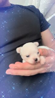 Notre petit flocon 🤍❄️Ce magnifique petit mâle tout blanc de Pearl, né le 19 janvier, tient déjà dans la main 🥹 tellement minuscule et précieux…
Un vrai bébé tout doux, plein de tendresse et déjà très attachant 🐶✨On fond complètement pour sa douceur et son regard… Il grandit chaque jour un peu plus et promet d’être une vraie petite merveille 🤍📩 Pour plus d’infos, contactez-nous en message privé
🔗 Découvrez aussi nos autres chiots disponibles ici :
https://elevage-chihuahuas-lof.fr/chiots-chihuahua-disponibles/#chihuahua #chiotchihuahua #babychihuahua #puppylove #elevagechihuahua instachihuahua dogsofinstagram puppygram puppylover doglover petitchien chiotloffrance chihuahuafrance miniature whitechihuahua flocon puppycute amourcanin dogfamily puppylife 🤍🐾