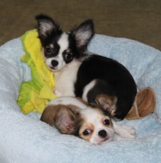 🤍🖤 Anaey & Axell, en mode détente sur leur coussin préféré 🥰
Deux petites bouilles trop craquantes, paisibles, complices et pleines de douceur ✨
Un vrai moment de calme et de tendresse à la nurserie…
Impossible de ne pas fondre devant ces deux merveilles 🐶💤💌 Ils sont tous les deux encore disponibles
N’hésitez pas à nous contacter en privé pour plus d’infos 📩🐾#chihuahua #chiotchihuahua #chiotmignon #babychihuahua #instachihuahua instadog doglover puppylove puppylife petitchien elevagechihuahua chiotsfrance chiotloffrance nurserie momentdoux puppysleep cutepuppies puppygram dogsofinstagram dogfamily amourcanin petitebouille puppylover minichihuahua chihuahuaaddict puppymoment dogcontent chiot2025 chihuahuafrance chiotdisponible