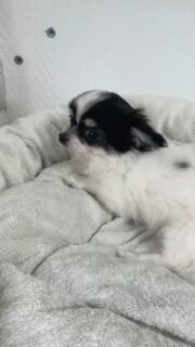 La petite miniature noire et blanche Aliwell qui fait la timide… on a presque du mal à y croire 👀😅
Habituellement pleine de caractère et très joueuse, aujourd’hui elle nous montre son côté tout doux et réservé 🥹Un vrai petit trésor, avec une personnalité déjà bien affirmée malgré son format mini 🐾💛
On craque complètement pour cette beauté qui ne laisse personne indifférent 😍📩 Pour plus d’informations, contactez-nous en message privé.
🌐 Découvrez aussi les autres chiots disponibles sur notre site :
https://elevage-chihuahuas-lof.fr/chiots-chihuahua-disponibles/#chihuahua #chihuahuapuppy #miniature #chiot #chihuahualove elevagechihuahua adorable puppylove doglover tiny instadog 🐶✨
