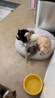 🧸🐶 Arlo, la beauté paisible charbonnée
Un vrai petit nounours au regard doux, à la fourrure magnifique et au tempérament apaisant 🤍
Calme, câlin, rassurant… Arlo respire la tendresse 😍🐾🎂 Il aura 3 mois dans une semaine
📩 Plus d’infos en message privé🔗 Découvrez aussi nos autres chiots disponibles ici :
👉 https://elevage-chihuahuas-lof.fr/chiots-chihuahua-disponibles/#Arlo #chihuahua #chiotchihuahua #babychihuahua #chiotloffrance elevagechihuahua instachihuahua instadog dogsofinstagram puppylove petitchien chiotdisponible puppygram doglover amourcanin nounours chiotmignon puppyphoto photoshootchien charbonne chihuahualove minichihuahua microchihuahua puppylife dogcontent puppycontent chihuahuafrance chiots dogfamily petitebouille