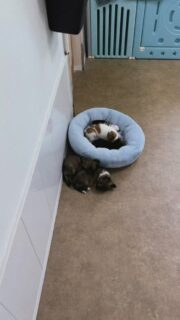 Le beau Arlo en mode câlin sieste avec sa sœur 😍🐾
Ces moments de tendresse sont juste magiques… entre douceur, complicité et amour, on fond complètement 🥹❤️Arlo est un vrai petit nounours, calme, affectueux et toujours en quête de câlins. Impossible de ne pas craquer devant une telle douceur ✨📩 Plus d’infos en message privé.
🌐 Découvrez aussi tous nos chiots disponibles sur notre site :
https://elevage-chihuahuas-lof.fr/chiots-chihuahua-disponibles/#chihuahua #chiot #puppylove #momentmignon #doglover elevagechihuahua instadog tendresse amour adorable 🐶💕