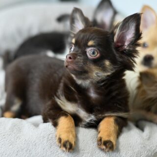 La belle Aurore prise en photo par @d_photos75 d_photos75 📸✨
Une magnifique femelle chocolat et tan, élégante, douce et pleine de charme ❤️Son regard et sa couleur font littéralement fondre… une vraie petite princesse 🥹🐾
Chaque jour, elle révèle encore plus sa personnalité tendre et affectueuse.📩 Plus d’infos en message privé.
🌐 Découvrez également tous nos autres chiots disponibles sur notre site :
https://elevage-chihuahuas-lof.fr/chiots-chihuahua-disponibles/#chihuahua #chihuahuapuppy #chocolat #chocolatetan #femelle puppylove elevagechihuahua doglover instadog adorable 🐶💕