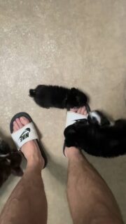 Attention… attaque de piranhas dans la nurserie 😅🤣🐾
Nos petits chihuahuas ont décidé de s’en prendre à mes pieds… et ils ne lâchent rien !
Entre mordillements, jeux et fous rires, la vie à la nurserie est toujours pleine d’énergie et d’amour ❤️Impossible de résister à ces petites boules de malice 🥹🐶
Certains de nos chiots sont encore disponibles.📩 Plus d’infos en message privé.
🌐 Découvrez tous nos chiots disponibles ici :
https://elevage-chihuahuas-lof.fr/chiots-chihuahua-disponibles/#chihuahua #chiot #nurserie #puppylove #instadog 😍🐾